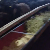 گوسفندنر|حیوانات مزرعه|لیلان, |دیوار