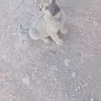 ۲ تا نر سرابی|سگ|میانه, |دیوار