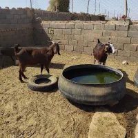 بز چاق|حیوانات مزرعه|فردوس (خراسان), |دیوار
