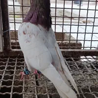 کله سرخ بهبونی