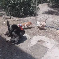 بوقلمون برنز و محلی