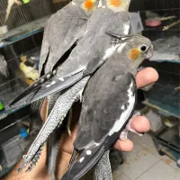 سالن پرورش عروس هلندی و کوتوله|پرنده|اراک, |دیوار