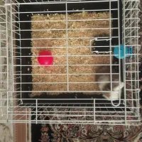 خرگوش مینیاتوری زیبا|موش و خرگوش|تهران, اسفندیاری|دیوار