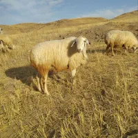 قوچ ناب فومن|حیوانات مزرعه|ارشق, |دیوار