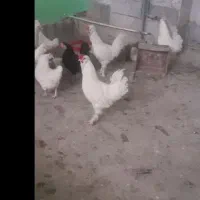 مرغ و خروس سلطان|حیوانات مزرعه|گلمکان, |دیوار