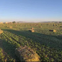 یونجه بسته ای