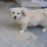 سگ پاپیی رایگان