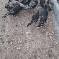 بوقلمون