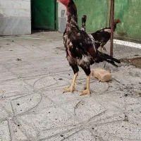 لاری