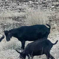 نر بز مورسیا|حیوانات مزرعه|شیراز, گویم|دیوار