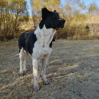 ماده سراب سایزدار|سگ|کلیائی, |دیوار