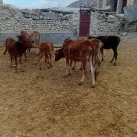 گوساله محلی گاو