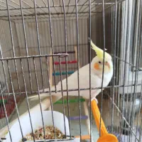 عروس هلندی|پرنده|شهر ری, شهرک نظامی|دیوار