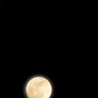 مرغ عشق پیدا شده