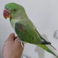 جوجه شاه طوطی ۵ماهه