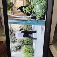 دو عدد تلویزیون|تلویزیون و پروژکتور|کیش, |دیوار