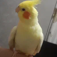 عروس هلندی نر ماده بالغ|پرنده|ماسال, |دیوار