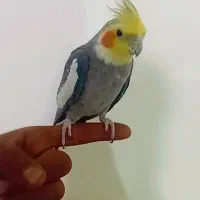 جفت عروس هلند مولد لوتینو