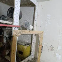 کفتر کله الماسی|پرنده|قیروکارزین, |دیوار