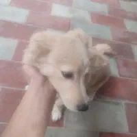 سگ اشپیتز تریر ۶ماهه