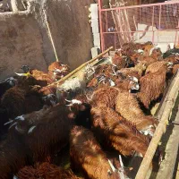 کهره خوشکل|حیوانات مزرعه|مرودشت, نقش رستم|دیوار