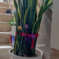 گل سنسوریا بزرگ با گلدان بزرگ