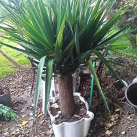 یوکا|گل و گیاه طبیعی|نوشهر, |دیوار