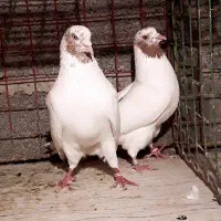 کبوتر ماهرو پرشی