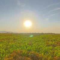 یک هکتار زمین کشاورزی دیمی در روستای گاپیس
