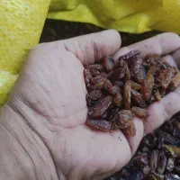 کشمش آفتابی درجه یک|خوردنی و آشامیدنی|نیشابور, دارایی|دیوار