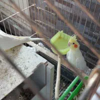 جفت عروس روی تخم