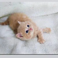 شهر گربه های کوچولو ناز (پرشین بریتیش اسکاتیش)|گربه|اصفهان, جلفا|دیوار