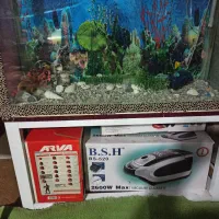 آکواریوم|ماهی|لنگرود, |دیوار