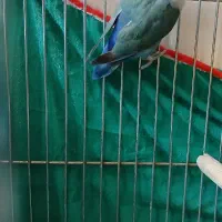 طوطی کوتوله