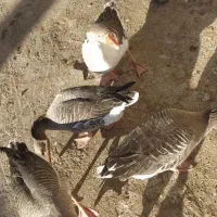 غاز مرغ ابی|پرنده|زابل, |دیوار