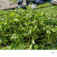 پته گوجه|گل و گیاه طبیعی|حسن آباد, |دیوار