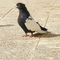 سینه سیاه کبوتر|پرنده|اهواز, کیان اباد|دیوار