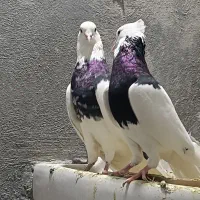 طوقی الماسی