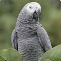 کاسکو نر سرپرستی واگذار