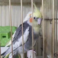 عروس هلندی|پرنده|تهران, جنتآباد مرکزی|دیوار