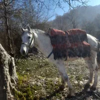 فروش اسب‌های باری سواری