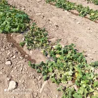 ۱۲۰۰ متر زمین در میرآباد بالا خیابان تختی|فروش زمین و ملک کلنگی|نیشابور, مازول|دیوار