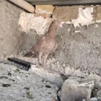 کبوتر سرخ نز