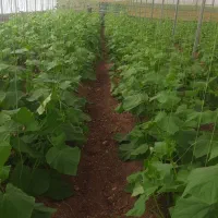 فرمول کودهای کشاورزی