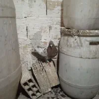 کله دار|حیوانات|تاکستان, |دیوار