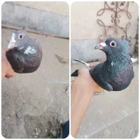 2 جفت پلنگ
