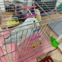 جفت طوطی برزیلی|پرنده|ارومیه, |دیوار