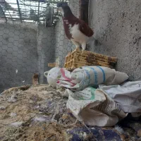 شیرازی بسته