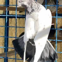 کبوتر پرشی