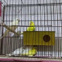 جفت مرغ عشق با جوجه